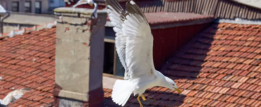 Residential Chimney Animal Removal Solution in Fort Leonard Wood, MO